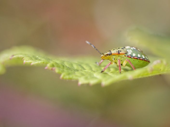 Punaise verte ponctuée (Nezara viridula) - 2024