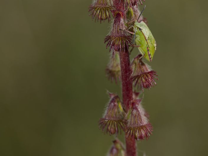 Punaise verte ponctuée (Nezara viridula) - 2024